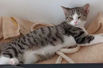 Neus, Weener