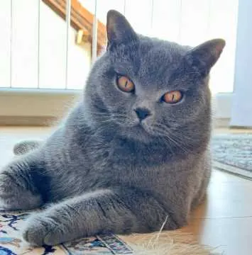 Coco, Wilnsdorf