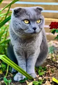Oscar, Limburg