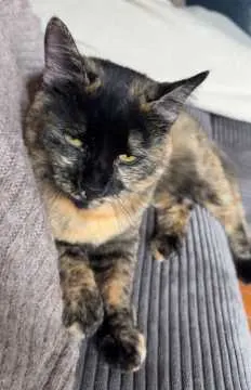 Tinka, Ottweiler