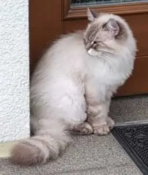 Nala, Reichenschwand