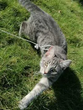 Luna, Nübel