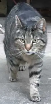 Nala, Meiningen