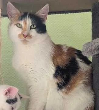 Molly, Celle