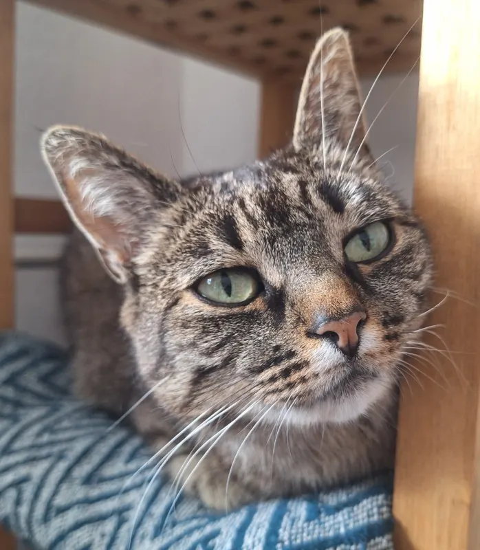 Donna, Bad Segeberg