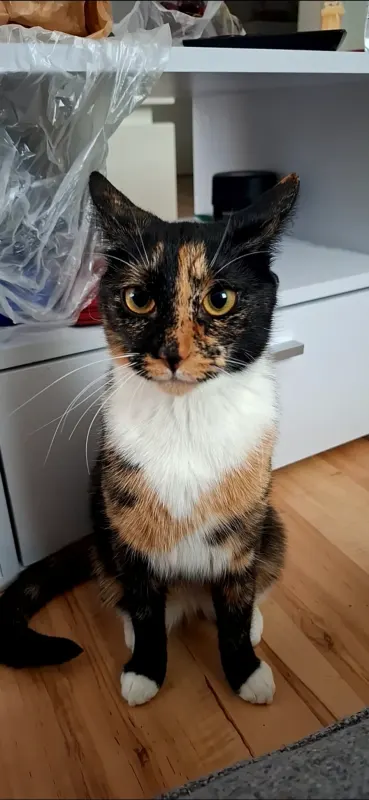 Lola, Bad Segeberg