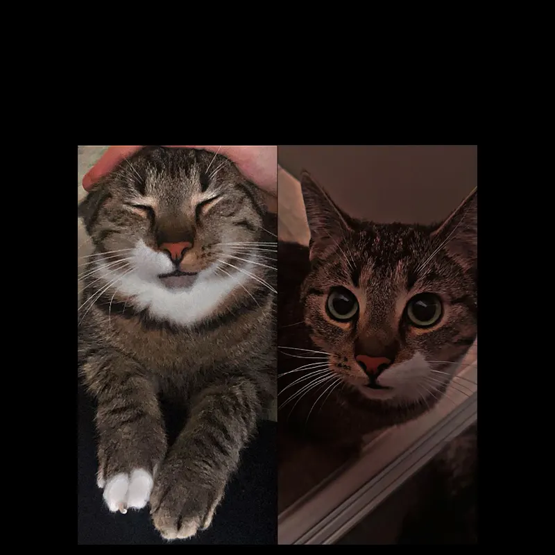 Jack, Neubrandenburg