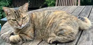 Suki, Rees