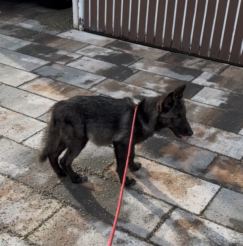 Bella, Offenburg