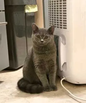 Bella, Regis-Breitingen
