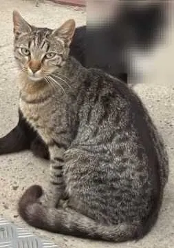 Flip, Ritterhude