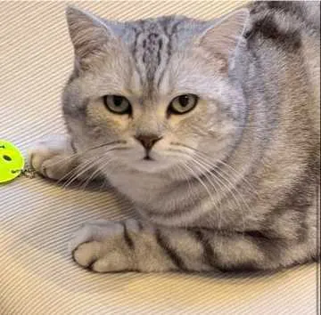 Buddy, Bad Rappenau