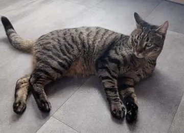 Findus, Kahl a. Main
