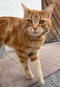Charlie, Irschenberg