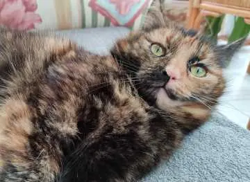 Kira, Burg