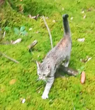 Kitty, Schnaittach