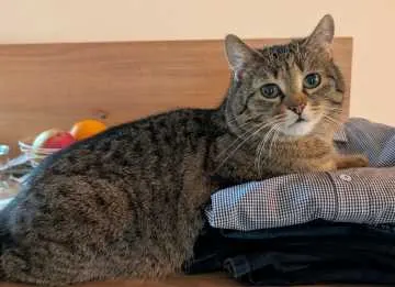 Filou, Heinersreuth