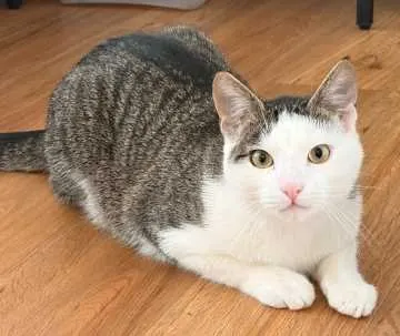 Chiko, Mainhausen