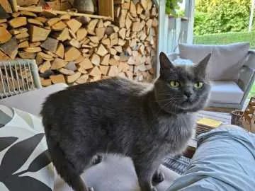 Nala, Bodelshausen