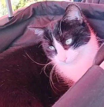 Bobby, Nördlingen