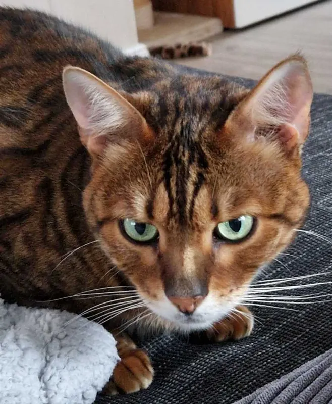 Yuko, Langelsheim