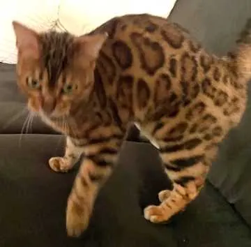 Nala, Harsewinkel