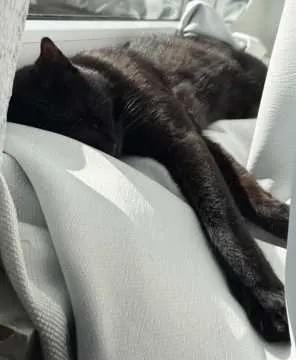 Mister Katze, Wilnsdorf