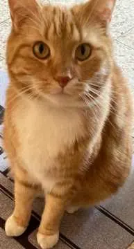 Simba, Niedernhausen