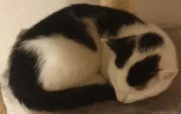 Maxi, Bockhorn