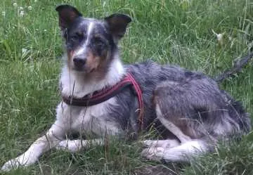 Laika, Bad Peterstal-Griesbach