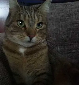 Smokey, Bodman-Ludwigshafen