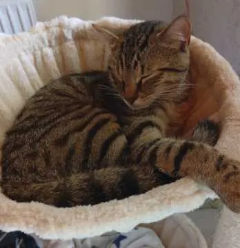 Kater Uschi, Hessisch Oldendorf