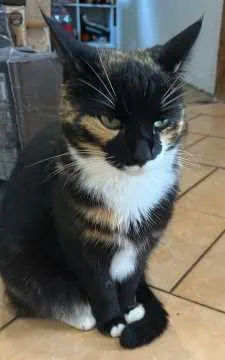 Katze Miss Marpel, Burgdorf