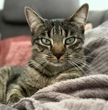 Betty, Straubing