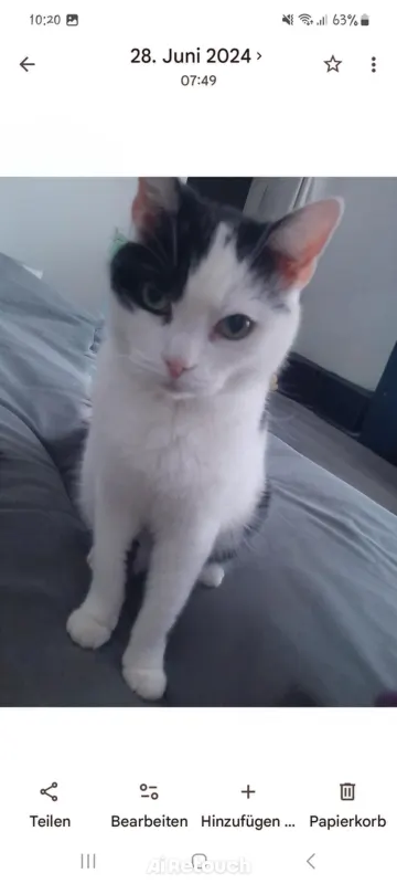 Buddy, Wesel
