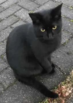 Gino, Stadtallendorf