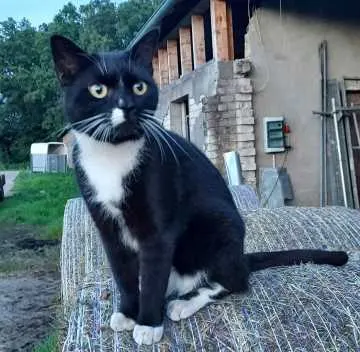 Nala, Lüdinghausen