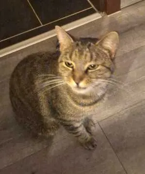 Oskar, Dinslaken