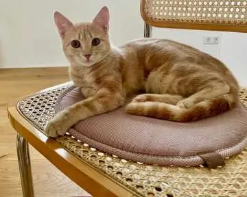 Fritzi, Eggolsheim