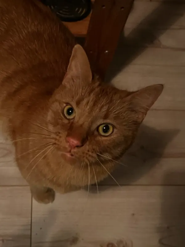 Simba, Michelstadt