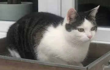Cleo, Bad Hersfeld