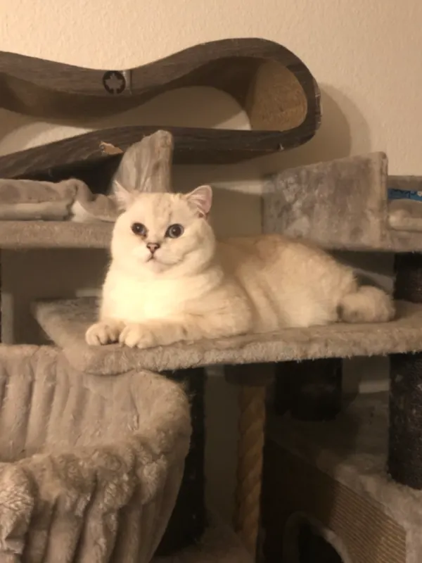 Snowball, Brühl