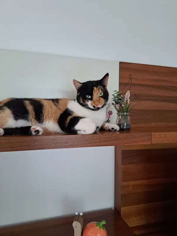 Nivi, Brühl
