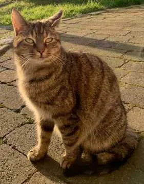 Julie, Vreden