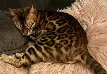Mowgli, Dinslaken