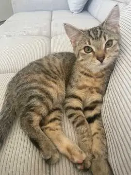 Minzi, Solms