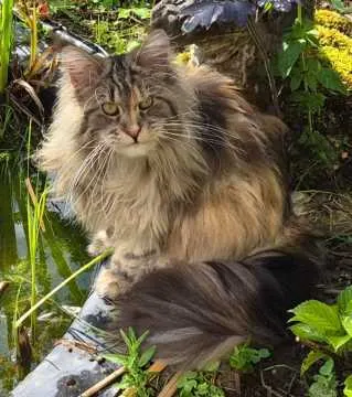 Libby, Gummersbach
