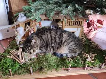 Simba, Marktoberdorf