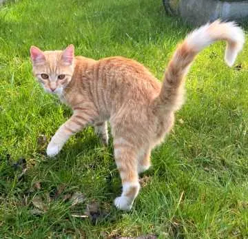 Tiger, Vlotho