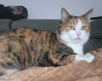 Zita, Nidderau